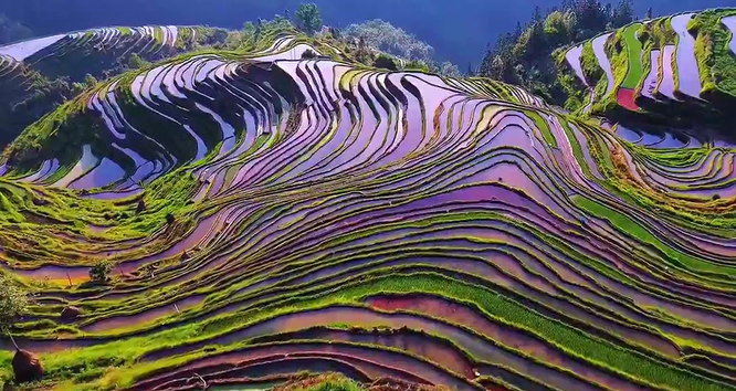 從江東朗梯田