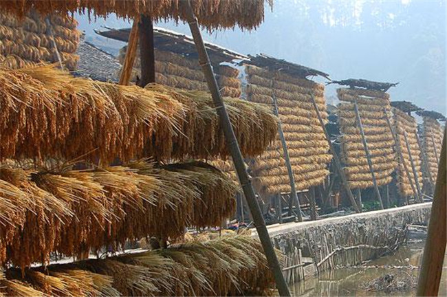 從江香糯